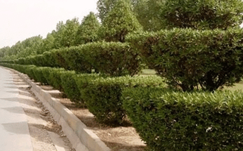 قطع درخت در خیابانهای بوشهر