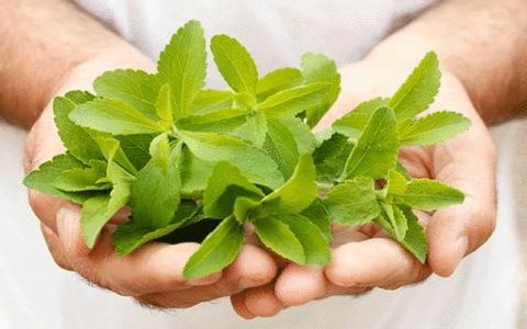 گیاهان دارویی