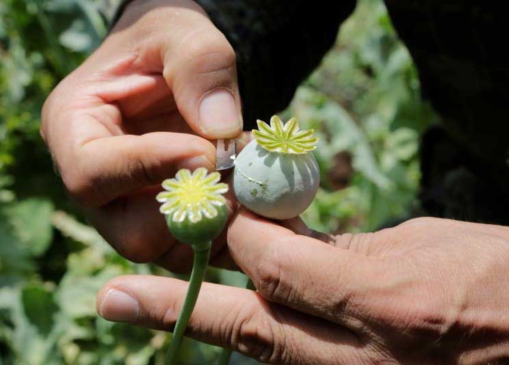تصاویر : جنگ خشخاش مکزیک
