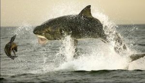 shark05