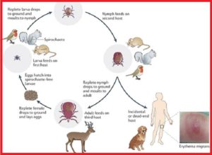 tick
