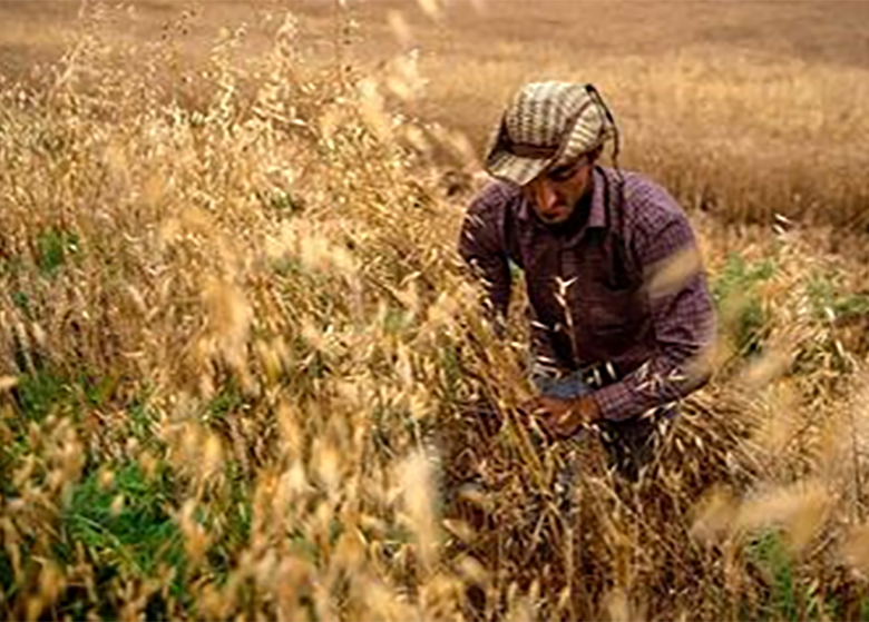 ۱۲.۵میلیون تن گندم در کشور تولید میشود