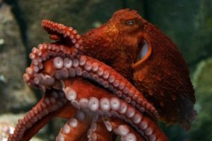 giant-pacific-octopus-648×430