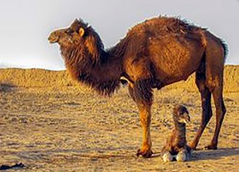 پیشنهاد پرورش "شتر" به بیکاران