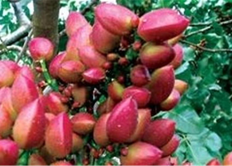 پسته ناخَندان ایران