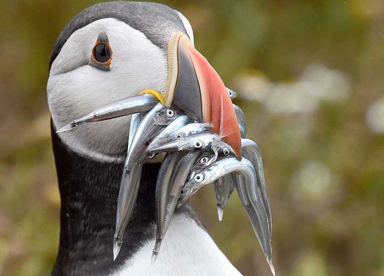 تصاویر : دیدنیهای امروز چهارشنبه ۲۸ تیرماه