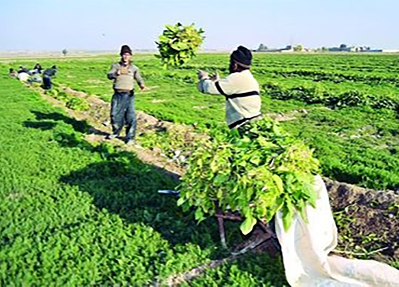کشتزارهایی به وسعت ۱۰۰متر