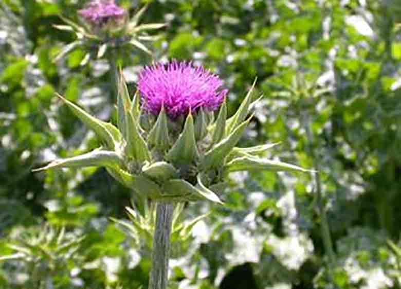 گیاهی برای درمان کبدچرب