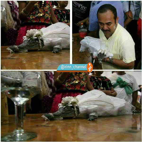 ازدواج شهردار مکزیک با یک «کروکودیل»