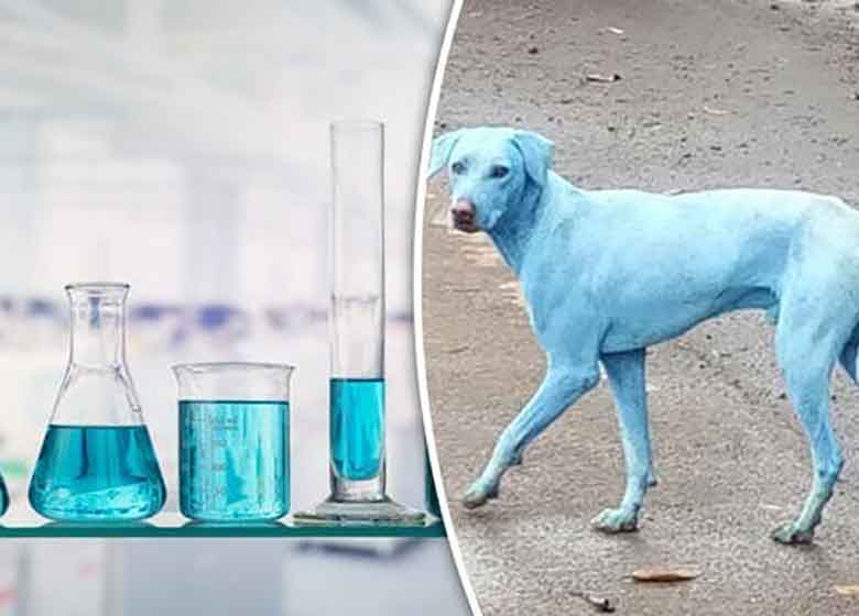 راز آبی شدن سگهای بمبئی+فیلم و عکس
