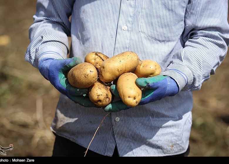 سیبزمینی سرِ زمین ۵۰۰ تومان