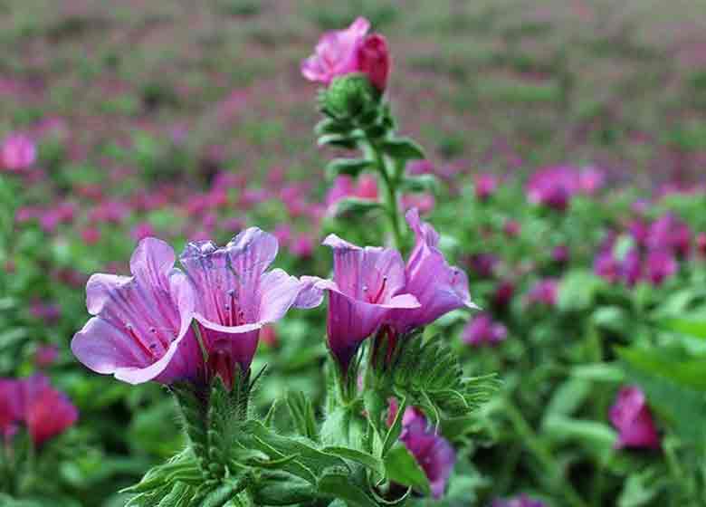چایی با بیش از ۱۵ خاصیت + دستور تهیه