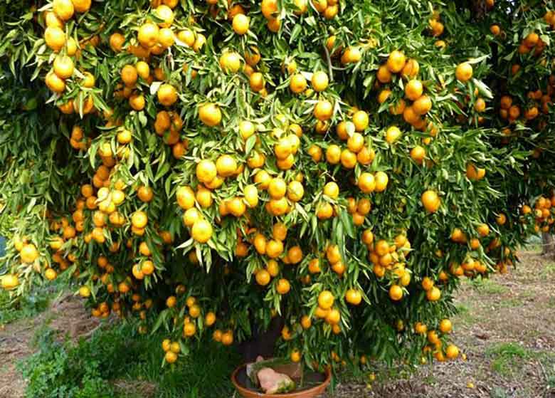 با آزادسازی تولید تراریخته، دست واردکنندهها هم باز خواهد شد/ افزایش بالای عملکرد محصولات کشاورزی با کشت تراریخته یک آدرس غلط ست