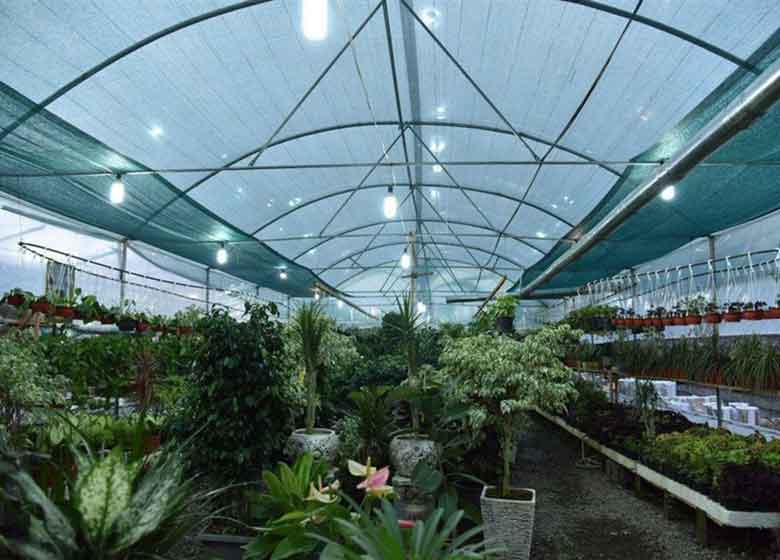 گلخانهای با ۳۰ میلیون درآمد در ماه/خوب شد کارمند نشدم!