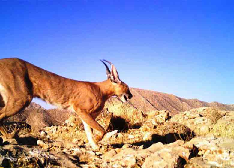 مشاهده گربه کمیاب کاراکال در پارک بموی شیراز