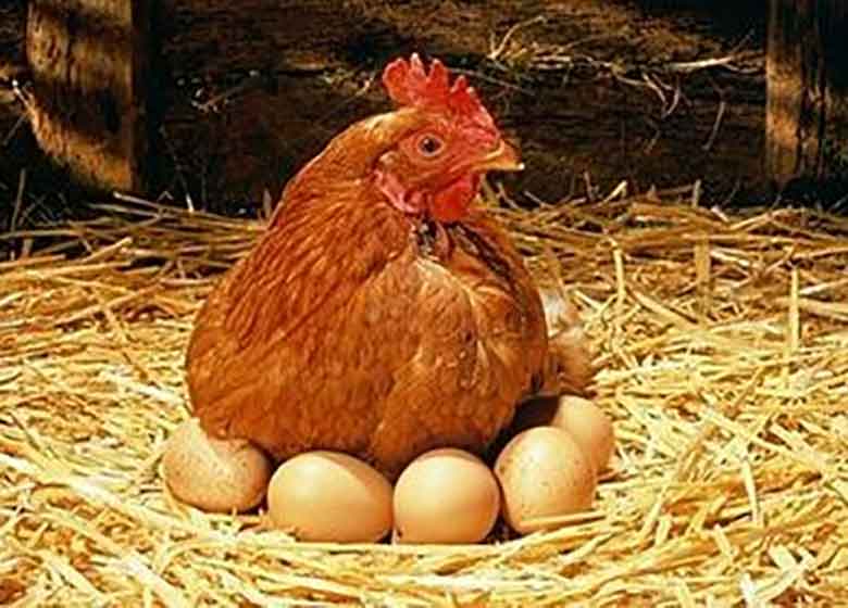 مرغ و تخممرغ در آستانه گرانی