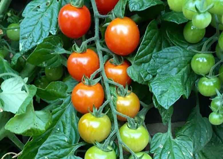 پاکستان از ایران گوجه فرنگی وارد میکند