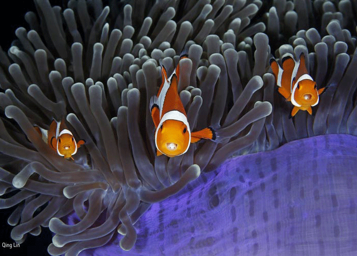 زیباترین تصاویر حیات وحش در سال ۲۰۱۷