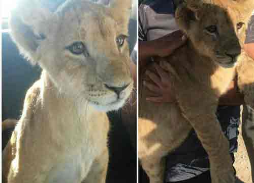 کشف توله شیر در اصفهان