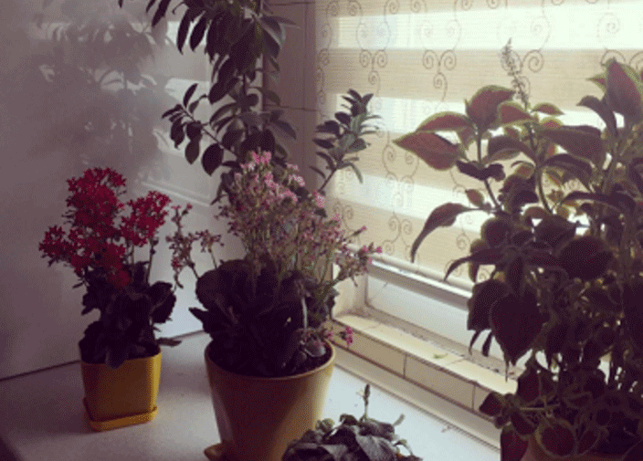 «آزاده نامداری» به مرحله تشکر از گلها رسید!/عکس