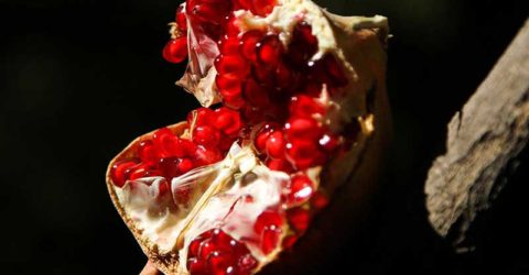 منتخبی از رویداد های تصویری روز دوشنبه