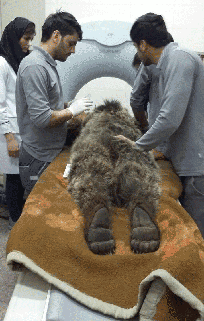 انتقال خرس گچسر به یک مرکز نگهداری از حیوانات در کرج