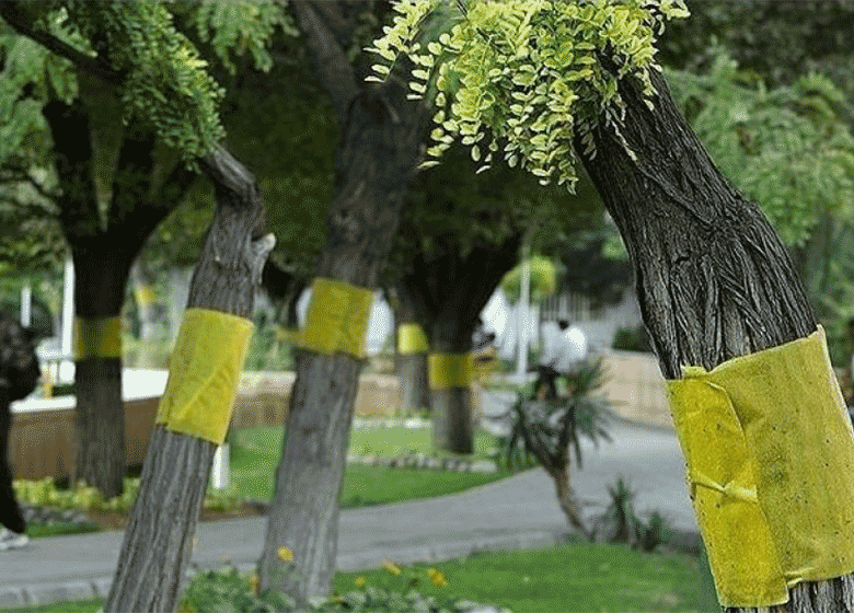 مگسهاي سفيد تهران در كمين تابستان 1397