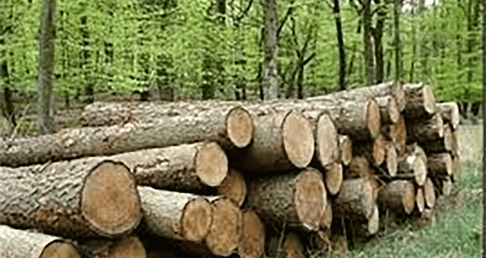 کشف 2 تن چوب جنگلی قاچاق در ساری