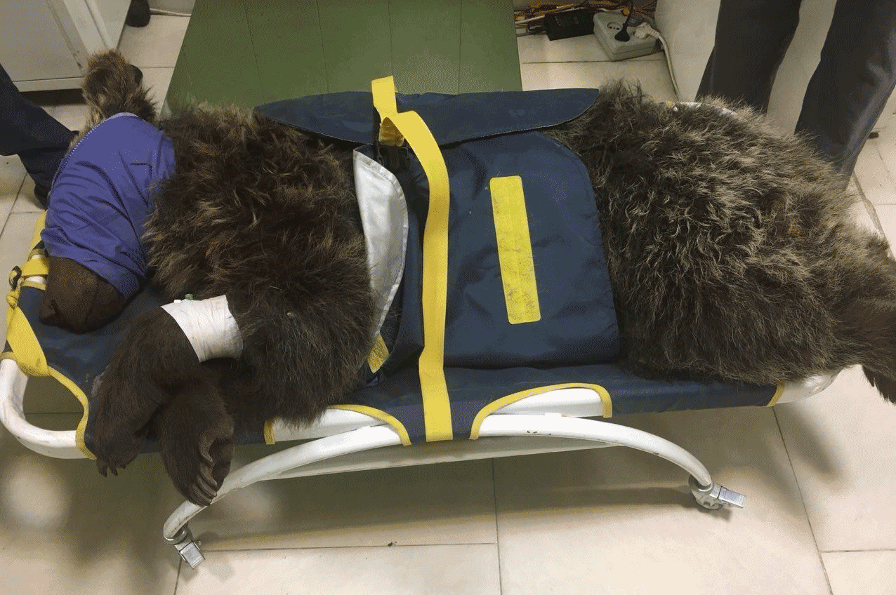 انتقال خرس گچسر به یک مرکز نگهداری از حیوانات در کرج