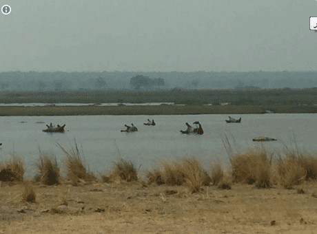 مرگ تلخ دهها اسب آبی با ماده سیاه زخم