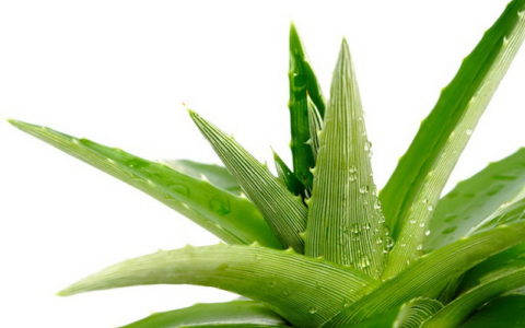 کارآفرینی با احداث گلخانه آلوئه ورا + فیلم