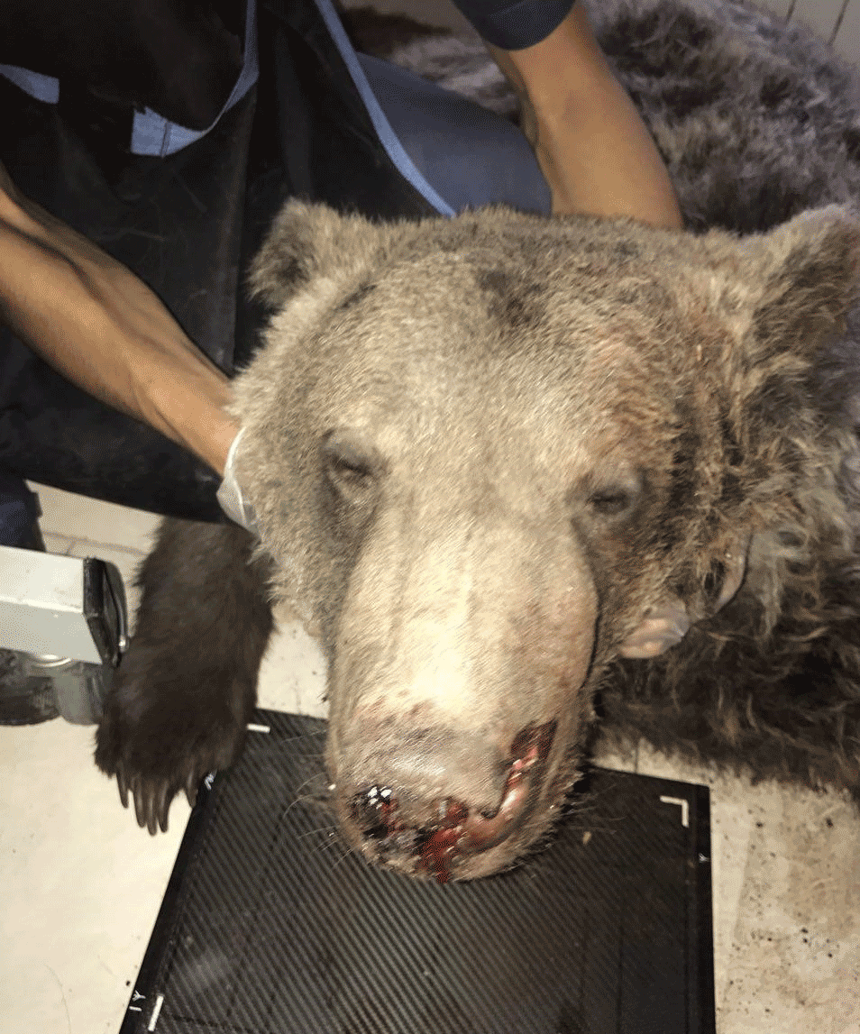 انتقال خرس گچسر به یک مرکز نگهداری از حیوانات در کرج