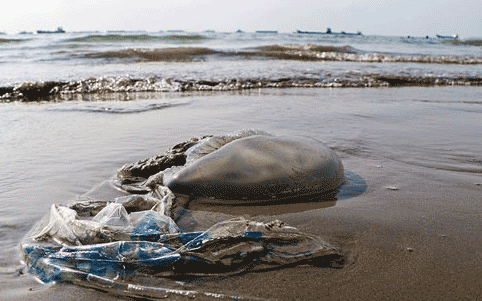 پیگیری علت مرگ عروس های دریایی در بندر عباس