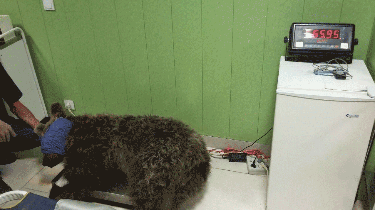 انتقال خرس گچسر به یک مرکز نگهداری از حیوانات در کرج