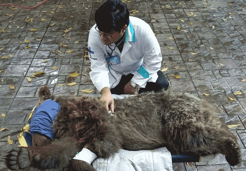 انتقال خرس گچسر به یک مرکز نگهداری از حیوانات در کرج