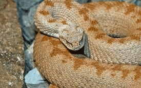 خطر انقراض در کمین بسیاری از خزندگان ایران