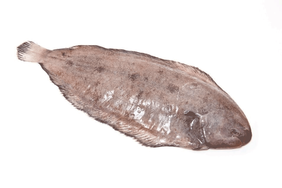 بوسیدن ماهی کار دست ماهیگیر داد + تصاویر