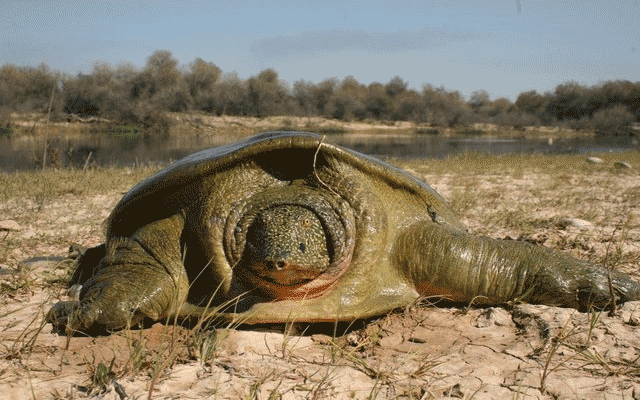 خطر انقراض در کمین بسیاری از خزندگان ایران