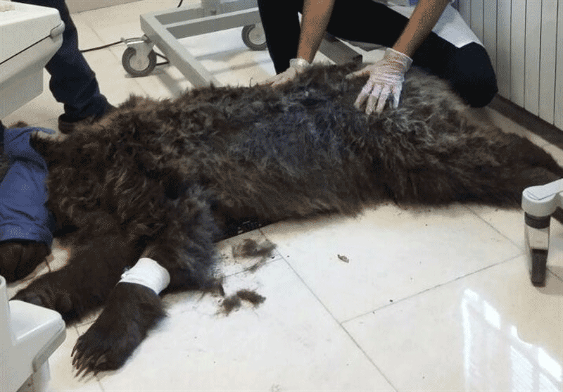 انتقال خرس گچسر به یک مرکز نگهداری از حیوانات در کرج