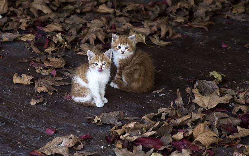 تصاویر : دیدنیهای امروز جمعه ۳ آذرماه