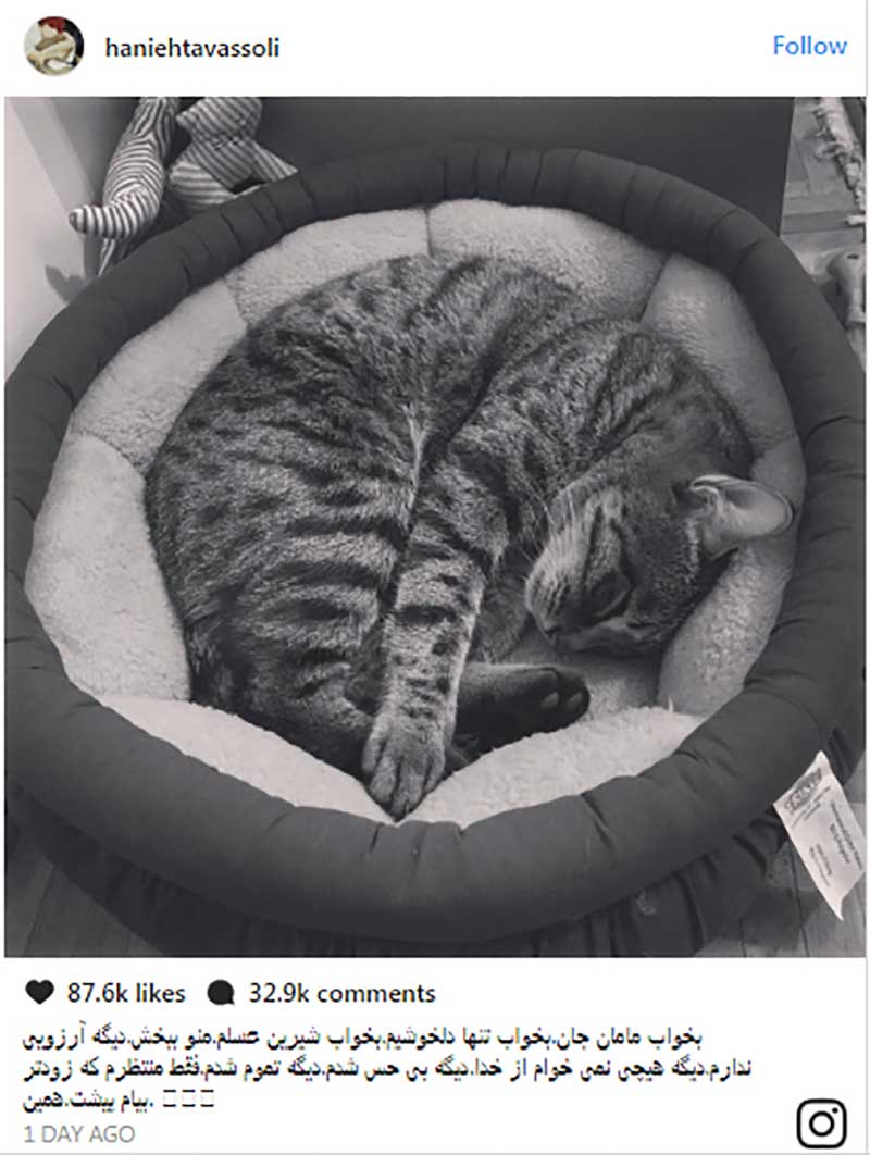 واکنشها به سوگواری برای مرگ یک گربه!