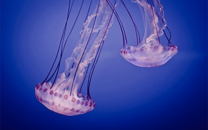 مرگ عروسهای دریایی غیر طبیعی نیست