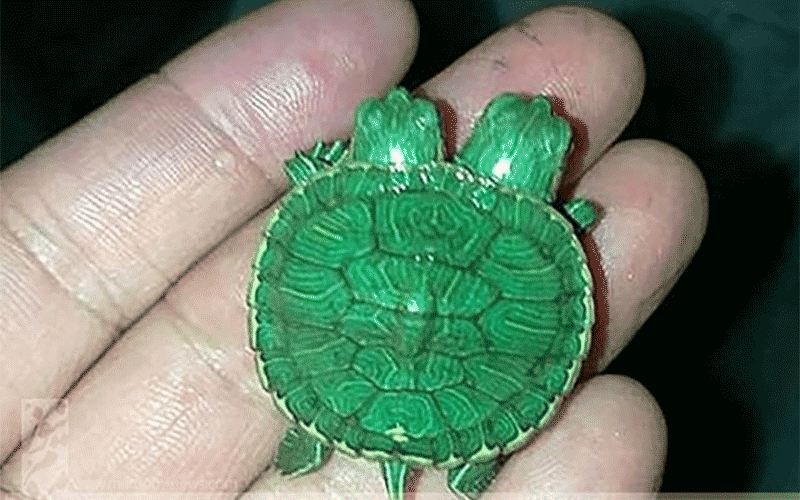 کشف لاک پشت 2 سر در تایلند!