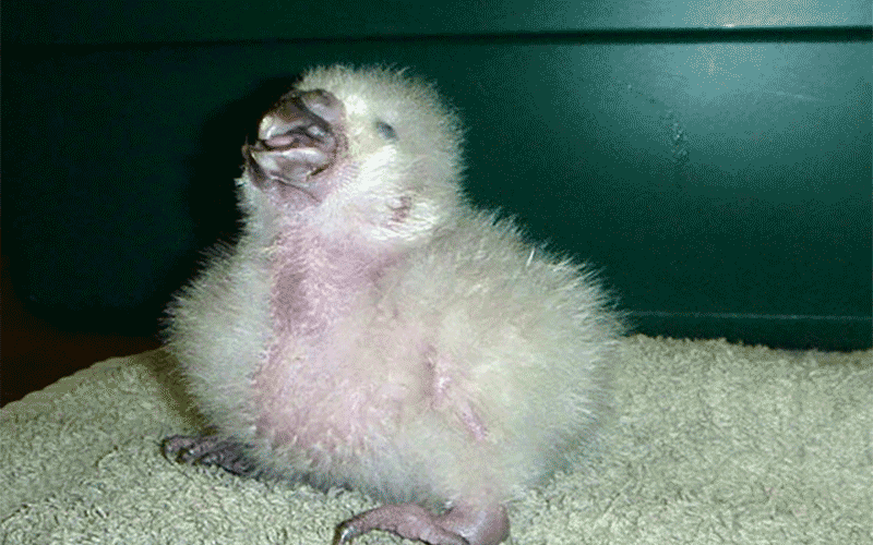 تولد عجیب جوجه طوطی با چسب زدن تخم ! / ببینید