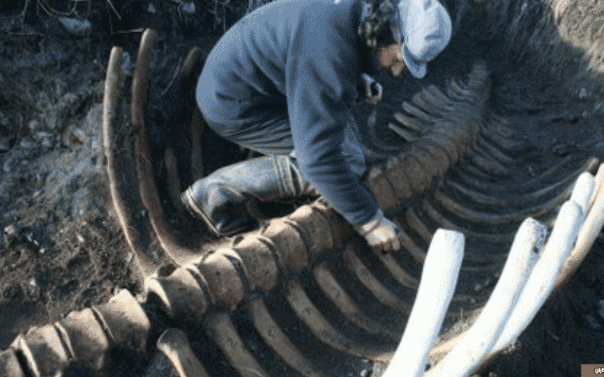 کشف لاشه گاو دریایی عجیب در روسیه