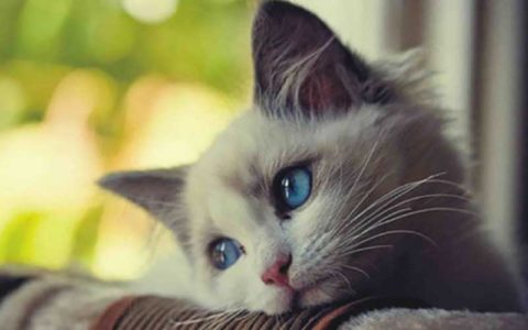 فیلم/ تولد بچه گربه‌ای با دو صورت!