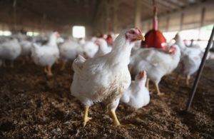 Russia’ Ban On US Agricultural Imports To Affect US Food Industry