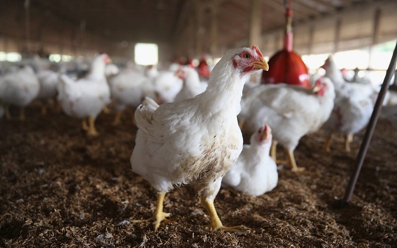 Russia’ Ban On US Agricultural Imports To Affect US Food Industry