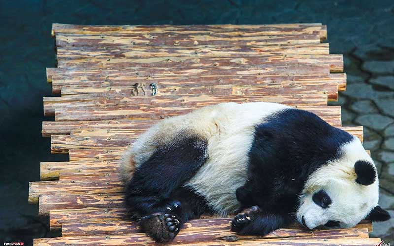 تصاویر : دیدنیهای امروز چهارشنبه ۱۶ اسفندماه