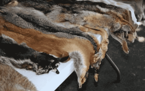 51